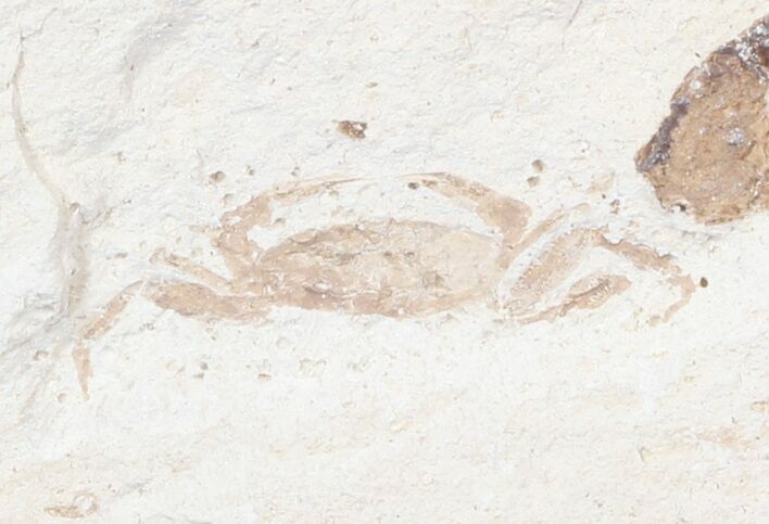 Fossil Pea Crab (Pinnixa) From California - Miocene #42936